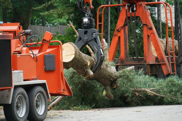 Best Lawn Grading and Leveling  in Chadwicks, NY